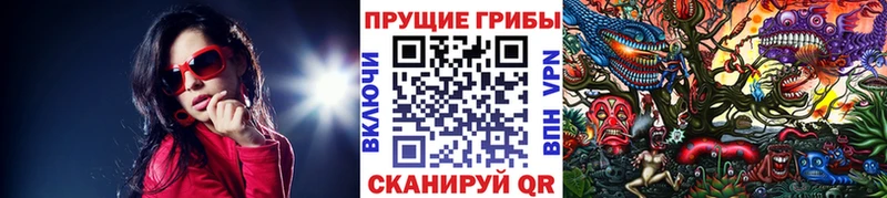 Галлюциногенные грибы Psilocybine cubensis  закладка  Белокуриха 